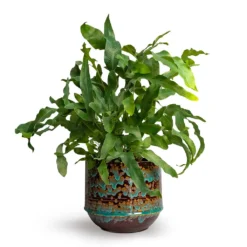 Phlebodium Blue Star - Blue Star Fern -Outlet The Ever Sprout Store Phlebodium Blue Star Blue Star Fern 12x30cm Noud Plant Pot Marrakesh 17x15cmV2 d515a07b a56c 412b 8184 e4cba7f8e327