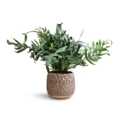 Arles Leaf Plant Pot - Mocha -Outlet The Ever Sprout Store Phlebodium Blue Star Blue Star Fern 17x50cm Arles Leaf Plant Pot Mocha 20x20cm