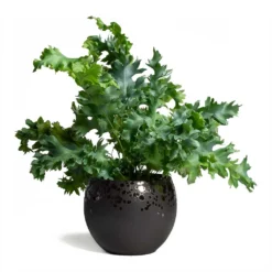 Phlebodium Davana - Blue Star Fern 26 Phlebodium Davana - Blue Star Fern -Outlet The Ever Sprout Store Phlebodium Blue Star Blue Star Fern 17x50cm Kae Plant Pot Mocha 17x13cm