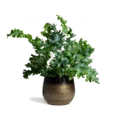 Phlebodium Davana - Blue Star Fern 23 Phlebodium Davana - Blue Star Fern -Outlet The Ever Sprout Store Phlebodium Blue Star Blue Star Fern 17x50cm Mya Plant Pot Deep Champagne 15x13cm