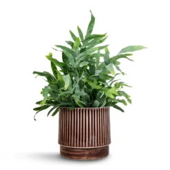 Phlebodium Blue Star - Blue Star Fern -Outlet The Ever Sprout Store Phlebodium Blue Star Blue Star Fern 21x50cm Nella Plant Pot Coffee 21x19cm