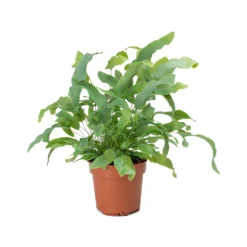 Phlebodium Blue Star - Blue Star Fern -Outlet The Ever Sprout Store Phlebodium Blue Star Blue Star Fern