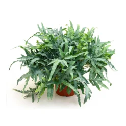 Phlebodium Blue Star - Blue Star Fern -Outlet The Ever Sprout Store Phlebodium Blue Star Blue Star Fern 26x60 cm