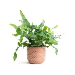 Phlebodium Blue Star - Blue Star Fern -Outlet The Ever Sprout Store Phlebodium Blue Star Blue Star Fern Bolino Plant Pot Pale Rose 5a391960 e65a 4ff0 9a93 c61b0923c236