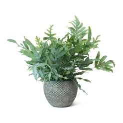 Phlebodium Blue Star - Blue Star Fern -Outlet The Ever Sprout Store Phlebodium Blue Star Blue Star Fern Fay Plant Pot
