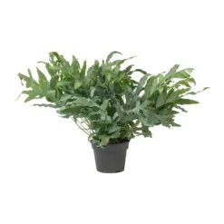 Phlebodium Blue Star - Blue Star Fern -Outlet The Ever Sprout Store Phlebodium Blue Star Blue Star Fern Large