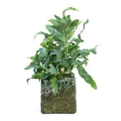 Lava Cube Relic Planter - Jade 25 Lava Cube Relic Planter - Jade -Outlet The Ever Sprout Store Phlebodium Blue Star Blue Star Fern Lava Cube Relic Planter Jade