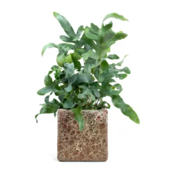 Phlebodium Blue Star - Blue Star Fern -Outlet The Ever Sprout Store Phlebodium Blue Star Blue Star Fern Lava Cube Relic Planter Pink f04b2b74 0863 4135 904f dfab14310c64