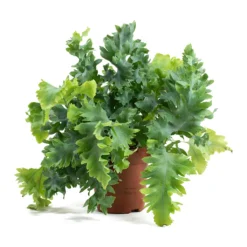 Phlebodium Davana - Blue Star Fern 27 Phlebodium Davana - Blue Star Fern -Outlet The Ever Sprout Store Phlebodium davana Blue Star Fern 12cm ddaf9484 a45b 4414 8fcc 275e778050df