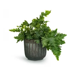 Phlebodium Davana - Blue Star Fern 21 Phlebodium Davana - Blue Star Fern -Outlet The Ever Sprout Store Phlebodium davana Blue Star Fern 12x25cm Duncan Plant Pot Blue Gold 17x16cm 23fc29e3 c994 4c20 8cff c18b9c13865c