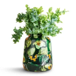 Phlebodium Davana - Blue Star Fern 19 Phlebodium Davana - Blue Star Fern -Outlet The Ever Sprout Store Phlebodium davana Blue Star Fern 12x25cm Lammie Planter Bee Green 21x24cm