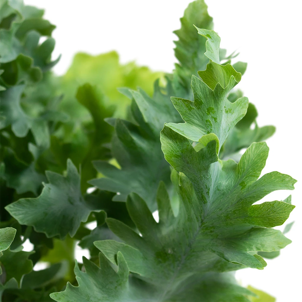 Phlebodium Davana - Blue Star Fern 2 Phlebodium Davana - Blue Star Fern - Image 2