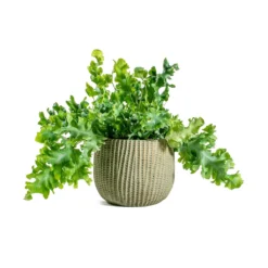 Phlebodium Davana - Blue Star Fern 25 Phlebodium Davana - Blue Star Fern -Outlet The Ever Sprout Store Phlebodium davana Blue Star Fern Feico Plant Pot Mint Grey