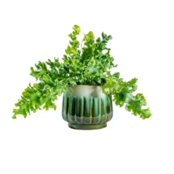 Phlebodium Davana - Blue Star Fern 24 Phlebodium Davana - Blue Star Fern -Outlet The Ever Sprout Store Phlebodium davana Blue Star Fern alice ocean plant pot