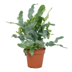 Phlebodium Blue Star - Blue Star Fern -Outlet The Ever Sprout Store Phlembodium Blue Star Blue Star Fern 12x30cm