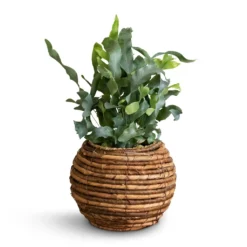 Phlebodium Blue Star - Blue Star Fern -Outlet The Ever Sprout Store Phlembodium Blue Star Blue Star Fern 12x30cm Lida Plant Basket Natural 21x17cm