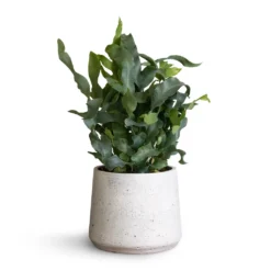 Phlebodium Blue Star - Blue Star Fern -Outlet The Ever Sprout Store Phlembodium Blue Star Blue Star Fern 12x30cm Patt Plant Pot White Washed 16x14cm