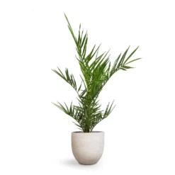 Phoenix Canariensis - Canary Island Date Palm -Outlet The Ever Sprout Store Phoenix canariensis Canary Island Date Palm 14x40cm Cas Plant Pot Cool Grey 21x19cm 3ade385b 5e08 4c54 85b3 4bc23da8fb79
