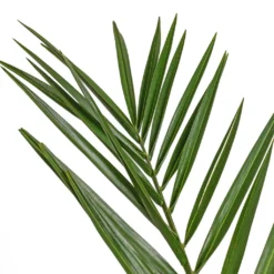 Phoenix Canariensis - Canary Island Date Palm -Outlet The Ever Sprout Store Phoenix canariensis Canary Island Date Palm 14x60cm 2