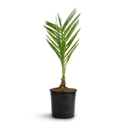 Phoenix Canariensis - Canary Island Date Palm -Outlet The Ever Sprout Store Phoenix canariensis Canary Island Date Palm 14x60cm