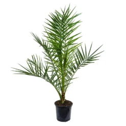 Phoenix Canariensis - Canary Island Date Palm -Outlet The Ever Sprout Store Phoenix canariensis Canary Island Date Palm 85cm