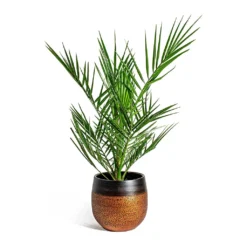 Phoenix Canariensis - Canary Island Date Palm -Outlet The Ever Sprout Store Phoenix canariensis Canary Island Date Palm Mya Plant Pot Shiny Mocha 22cm