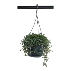 Pilea Glaucophylla Greyzy - Silver Sparkles 16 Pilea Glaucophylla Greyzy - Silver Sparkles -Outlet The Ever Sprout Store Pilea glaucophylla Greyzy Silver Sparkles 15cm