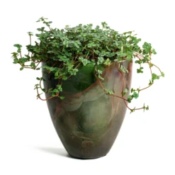 Pilea Glaucophylla Greyzy - Silver Sparkles 18 Pilea Glaucophylla Greyzy - Silver Sparkles -Outlet The Ever Sprout Store Pilea glaucophylla Greyzy Silver Sparkles Livin Beauty Flowerpot Mystic Storm