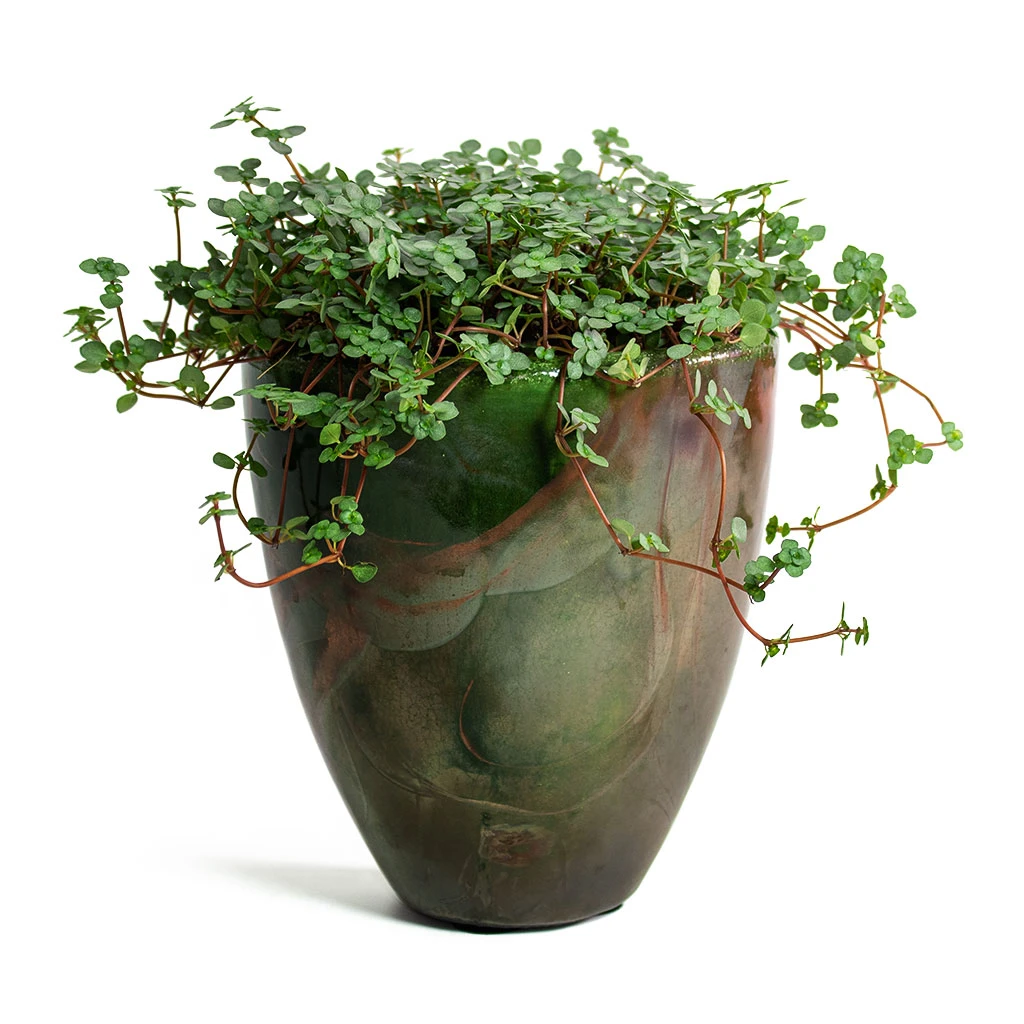 Pilea Glaucophylla Greyzy - Silver Sparkles 9 Pilea Glaucophylla Greyzy - Silver Sparkles - Image 9