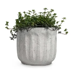 Pilea Glaucophylla Greyzy - Silver Sparkles 15 Pilea Glaucophylla Greyzy - Silver Sparkles -Outlet The Ever Sprout Store Pilea glaucophylla Greyzy Silver Sparkles Plant Pot Duncan Cement 14x13cm 0e065956 0403 463c a100 7883dea3eba0