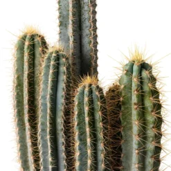 Outlet The Ever Sprout Store -Outlet The Ever Sprout Store Pilocereus pachycladus Blue Column Cactus 17x30cm Close