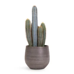 Pilocereus Pachycladus Azureus - Blue Columnar Cactus 11 Pilocereus Pachycladus Azureus - Blue Columnar Cactus -Outlet The Ever Sprout Store Pilocereus pachycladus Blue Column Cactus 17x30cm Esra Plant Pot Mystic Grey 22x20cm