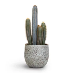 Outlet The Ever Sprout Store 19 Pilocereus Pachycladus Azureus - Blue Columnar Cactus