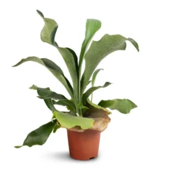 Platycerium Bifurcatum - Common Staghorn Fern -Outlet The Ever Sprout Store Platycerium Bifurcatum Common Staghorn Fern 12x40cm 1