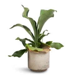 Platycerium Bifurcatum - Common Staghorn Fern -Outlet The Ever Sprout Store Platycerium Bifurcatum Common Staghorn Fern 12x40cm Novi Plant Pot Grey Washed 15x13.5cm