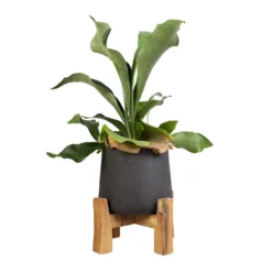 Platycerium Bifurcatum - Common Staghorn Fern -Outlet The Ever Sprout Store Platycerium Bifurcatum Common Staghorn Fern 12x40cm Patt Plant Pot Low Stand Black Washed 21x20cm 1