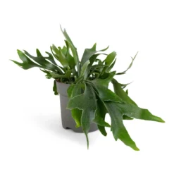 Platycerium Bifurcatum - Common Staghorn Fern -Outlet The Ever Sprout Store Platycerium Bifurcatum Common Staghorn Fern 17x35cm