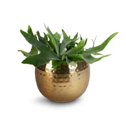 Platycerium Bifurcatum - Common Staghorn Fern -Outlet The Ever Sprout Store Platycerium Bifurcatum Common Staghorn Fern 17x35cm Kody Metal Pant Pots Set3
