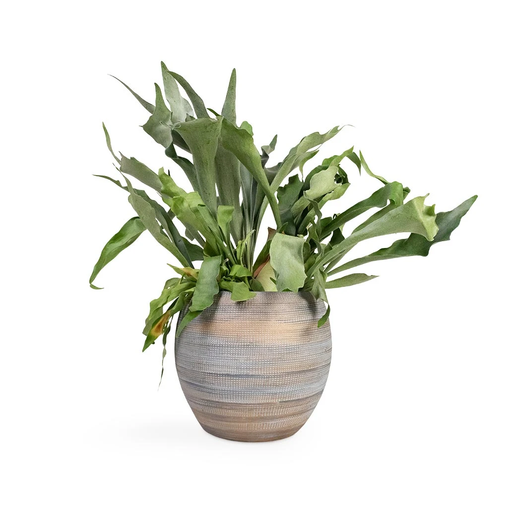 Dex Plant Pot - Earth 2 Dex Plant Pot - Earth - Image 2
