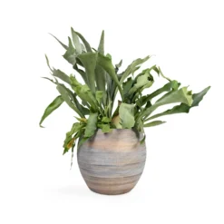 Platycerium Bifurcatum - Common Staghorn Fern -Outlet The Ever Sprout Store Platycerium bifurcatum Common Staghorn Fern 17x35cm Dex Plant Pot Earth 28x25cm 82a9101b 42fb 4cfb a527 dfa04d738e75