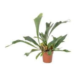 Platycerium Bifurcatum - Common Staghorn Fern -Outlet The Ever Sprout Store Platycerium bifurcatum Common Staghorn Fern