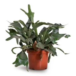 Platycerium Bifurcatum - Common Staghorn Fern -Outlet The Ever Sprout Store Platycerium bifurcatum Common Staghorn Fern 26x60cm