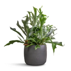 Platycerium Bifurcatum - Common Staghorn Fern -Outlet The Ever Sprout Store Platycerium bifurcatum Common Staghorn Fern 26x60cm Mini Valerie Plant Pot Black Washed 36x28cm