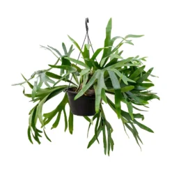 Platycerium Bifurcatum - Common Staghorn Fern -Outlet The Ever Sprout Store Platycerium bifurcatum Common Staghorn Fern 28x60cm