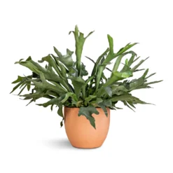 Platycerium Bifurcatum - Common Staghorn Fern