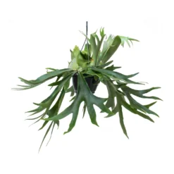 Platycerium Bifurcatum - Common Staghorn Fern -Outlet The Ever Sprout Store Platycerium bifurcatum Common Staghorn Fern Hanging Indoor Plant