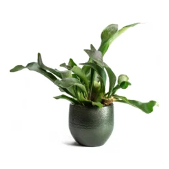 Platycerium Bifurcatum - Common Staghorn Fern -Outlet The Ever Sprout Store Platycerium bifurcatum Common Staghorn Fern Zembla Plant Pot 9f149bef a8ba 447e b61d a97307c41497
