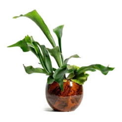 Platycerium Bifurcatum - Common Staghorn Fern -Outlet The Ever Sprout Store Platycerium bifurcatum Common Staghorn Fern kae cayenne plant pot