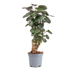 Polyscias Fabian - Aralia Fabian -Outlet The Ever Sprout Store Polyscias Fabian Aralia Fabian 12x40cm