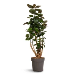 Polyscias Fabian - Aralia Fabian -Outlet The Ever Sprout Store Polyscias Fabian Aralia Fabian 24x80cm